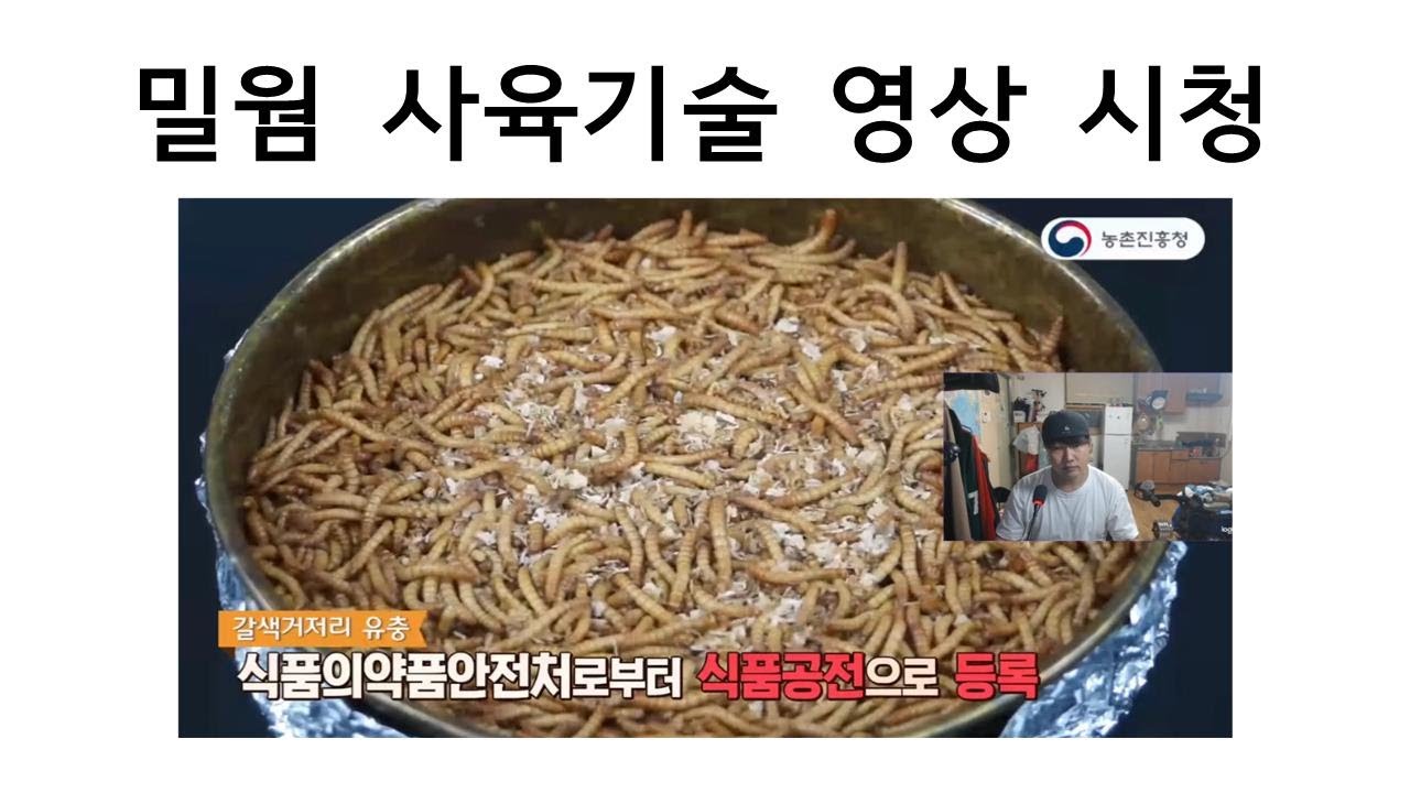 밀웜 사육기술  / 방법 (이경용 박사(국립농업과학원))