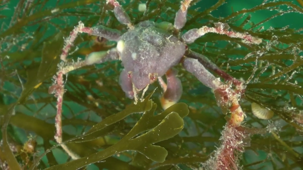Maerl archive footage