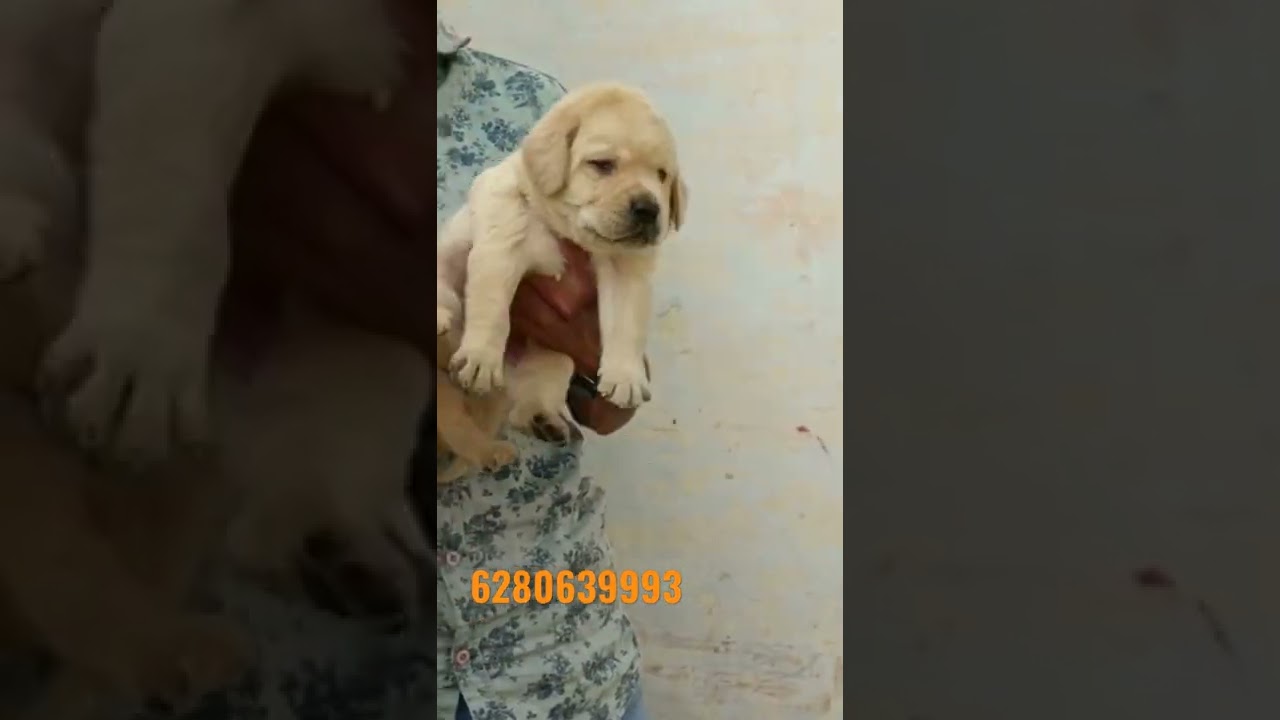 lab top quality dogs for sale in low price cont. +91 6280639993 delivery available 🚚