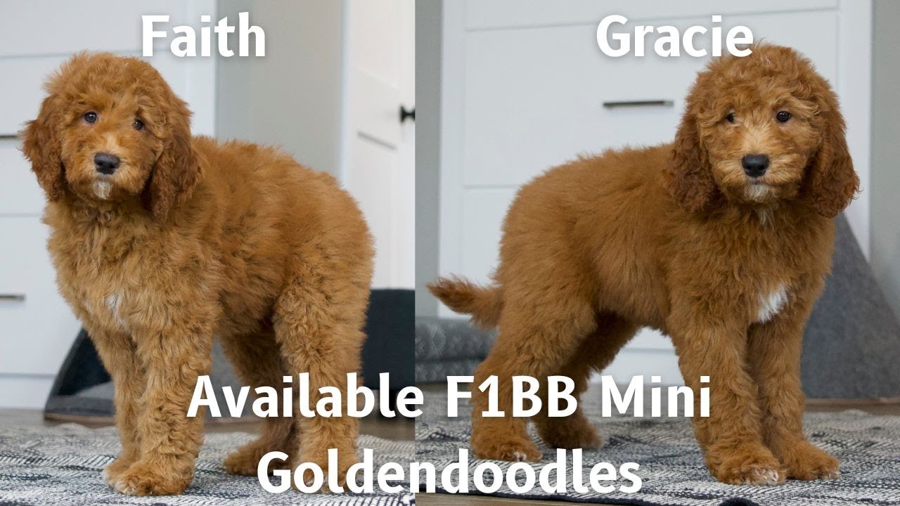 Our Available F1BB Mini Goldendoodle Puppies | Pine Creek Doodles!