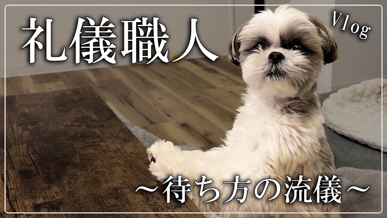 礼儀職人、おやつを待つ。