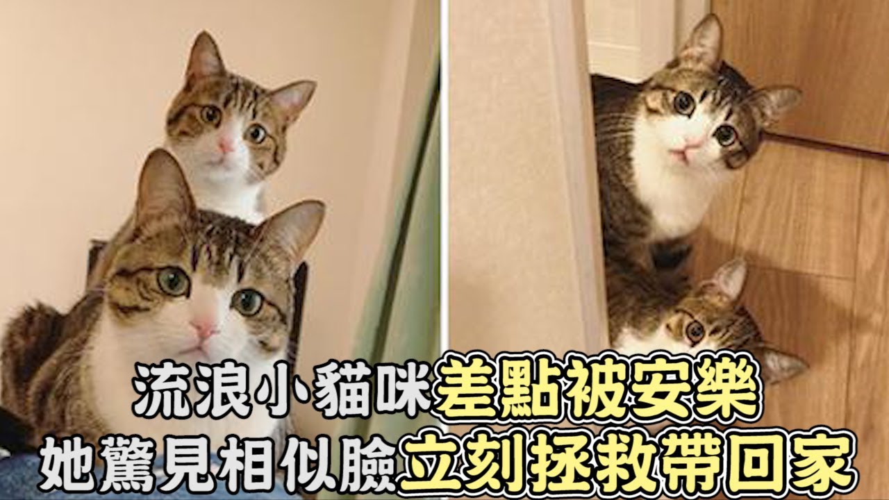 流浪小貓咪差點被安樂，網友驚見相似的臉，立刻拯救帶回家!｜寵物｜貓咪｜貓｜可愛｜感動｜暖心