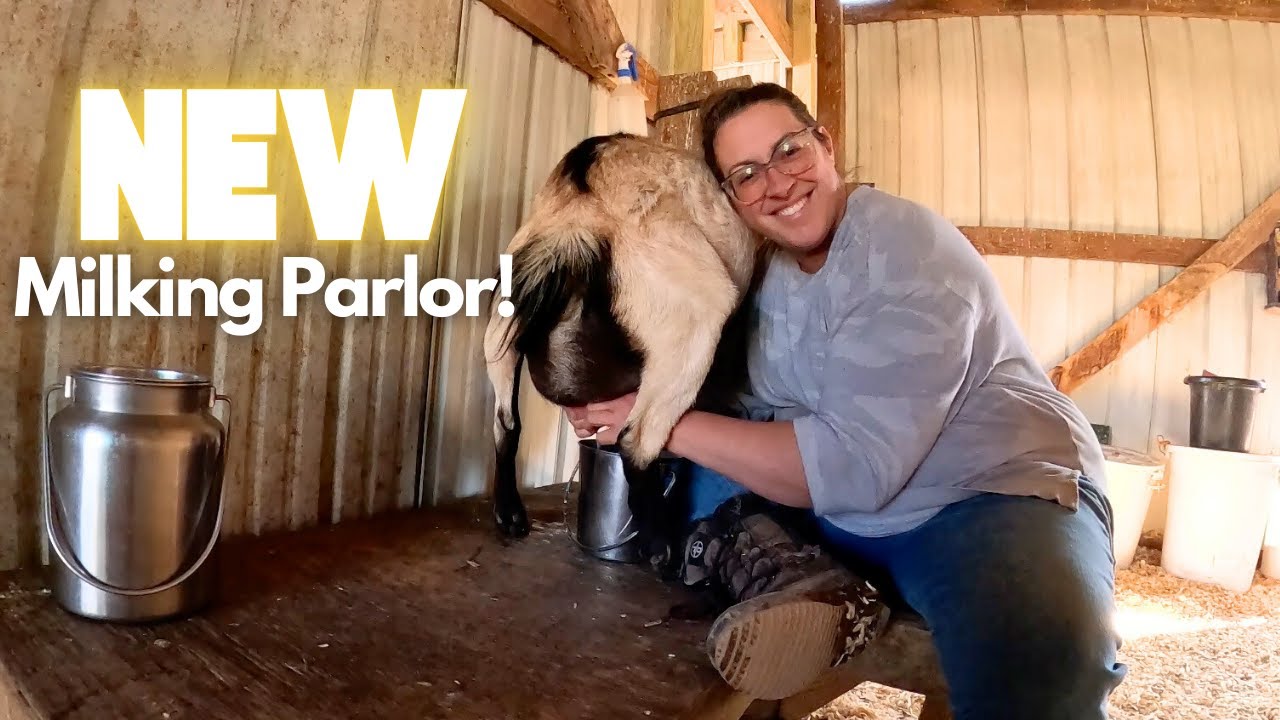 Cleaning, Remodeling & Using Our NEW Goat Milking Area! (Countdown to Kidding)