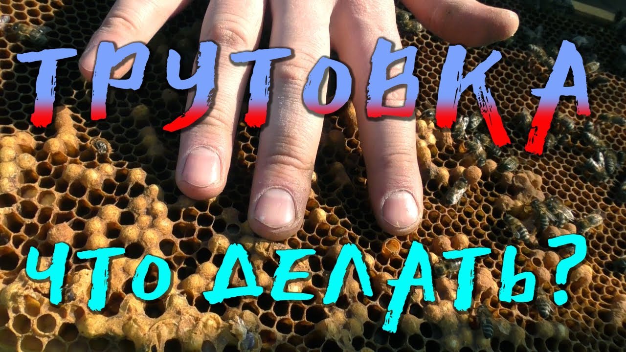 ЗАВЕЛАСЬ ТРУТОВКА. ЧТО ДЕЛАТЬ?