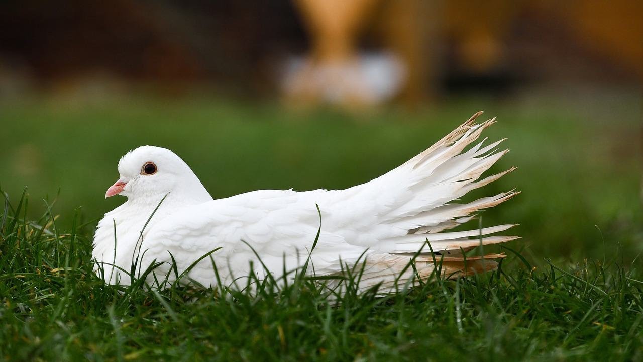 Die Taubenpost(The pigeon post) - Peter Schreier: with Lyrics(가사번역) || 비둘기 우편, 백조의 노래 No 14