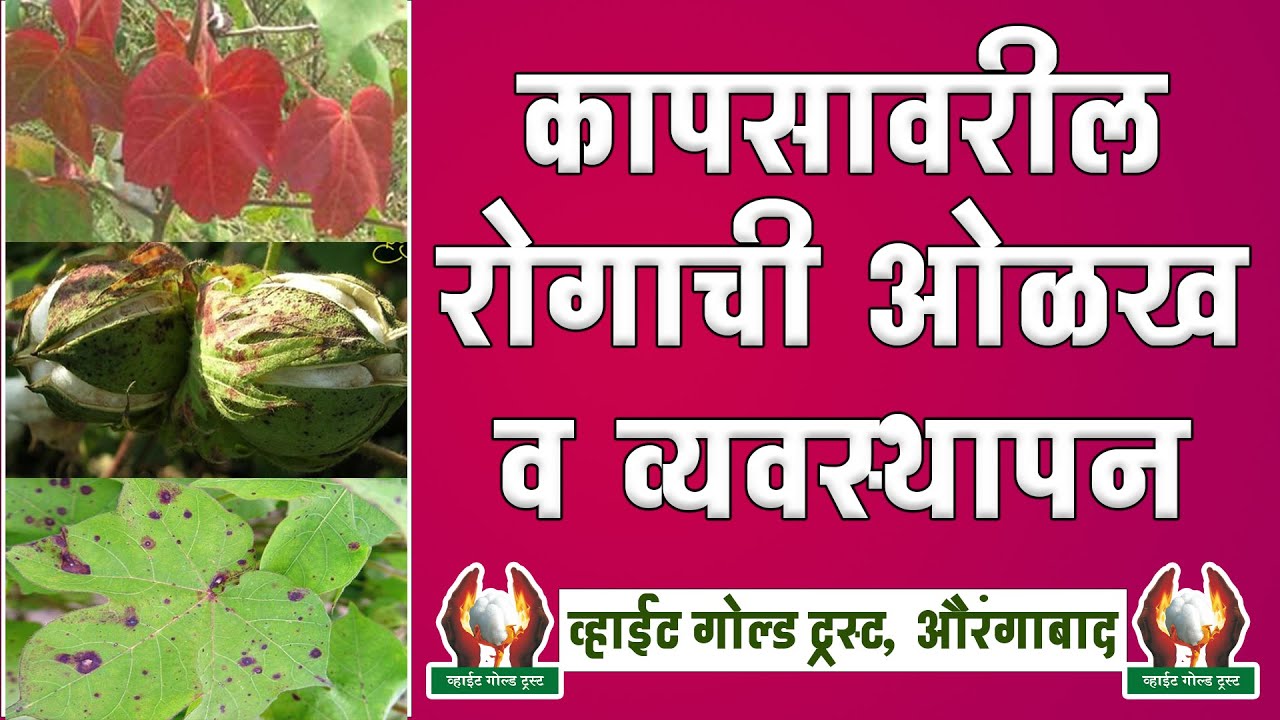 कापसावरील रोगाची ओळख व व्यवस्थापन - गजानन जाधव सर