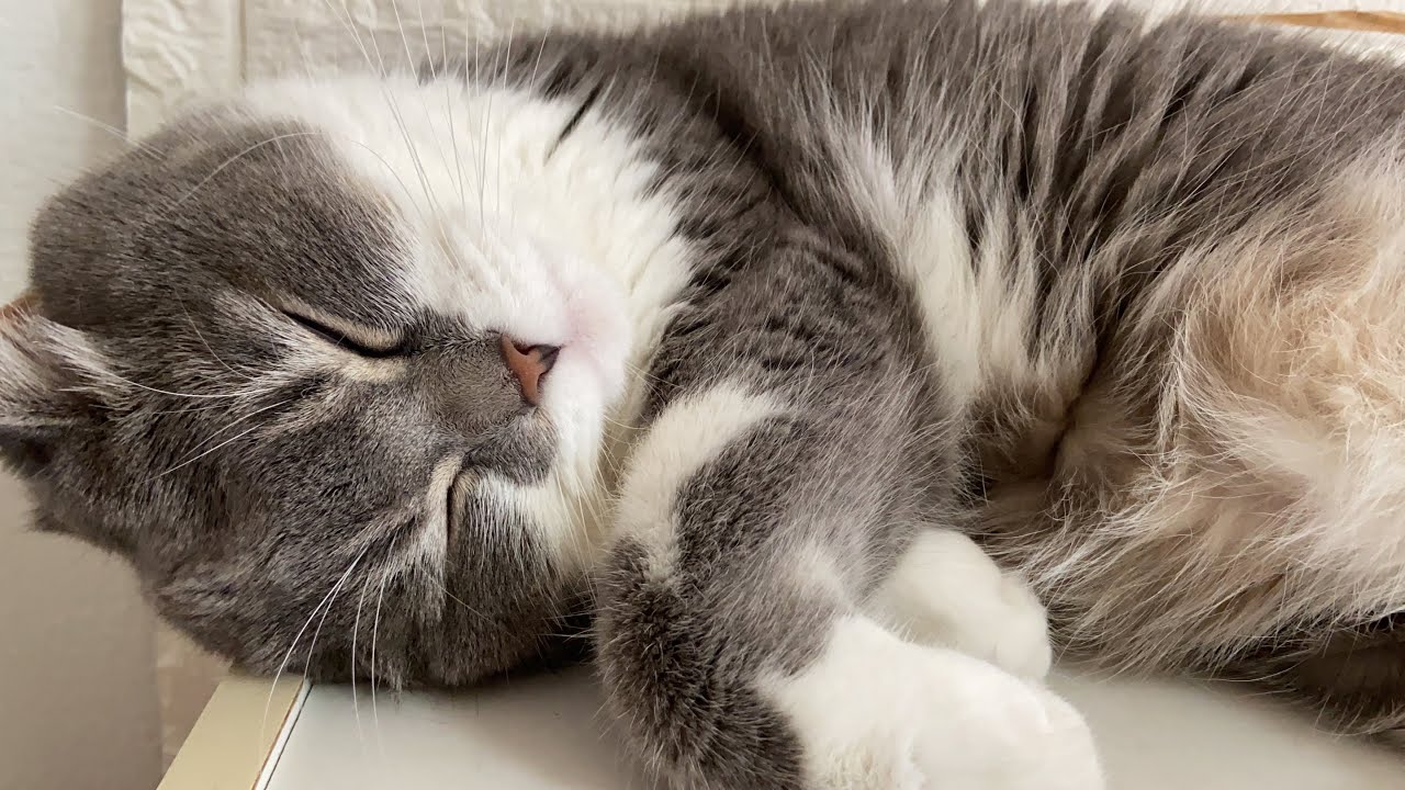 【猫白血病】１歳１１ヶ月で虹の橋を渡りました  〜cat leukemia〜　rainbow bridge