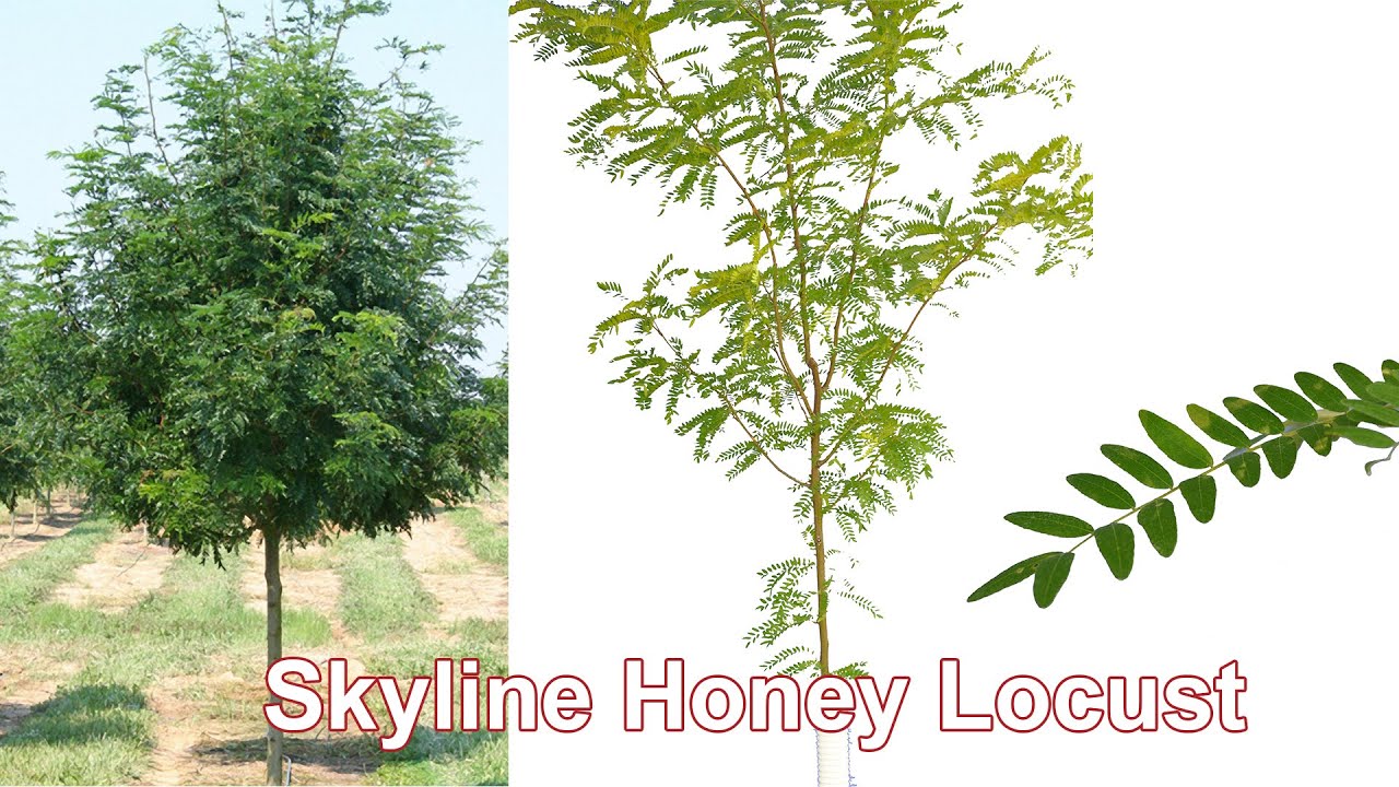 Skyline Honey Locust