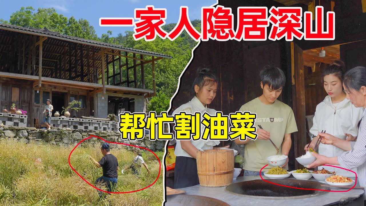 小琴一大早就起来帮助五个孩子的妈妈割油菜，这样的农村生活你们喜欢吗？