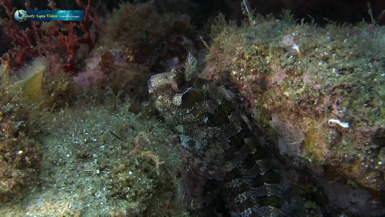 Goofy Aqua Video Underwater Images