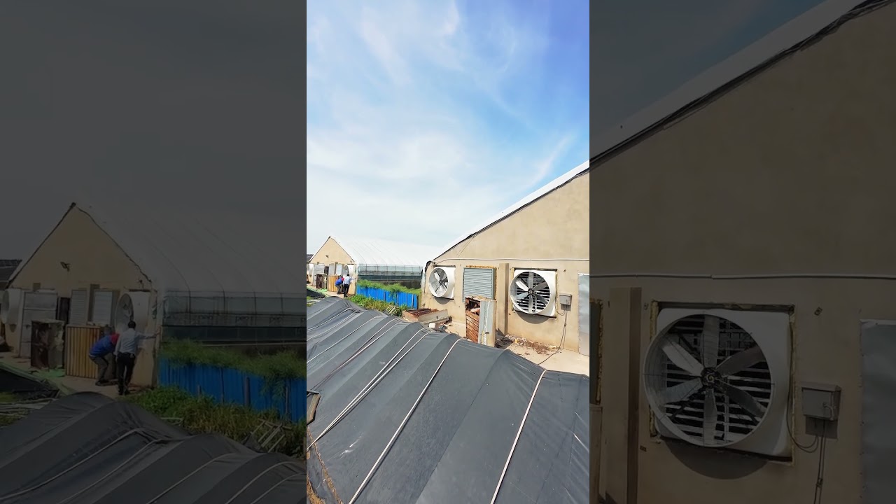 Negative Pressure Fan Noise Test &ndash; Quiet Operation, Powerful Performance #circulationfan #exhaustfan