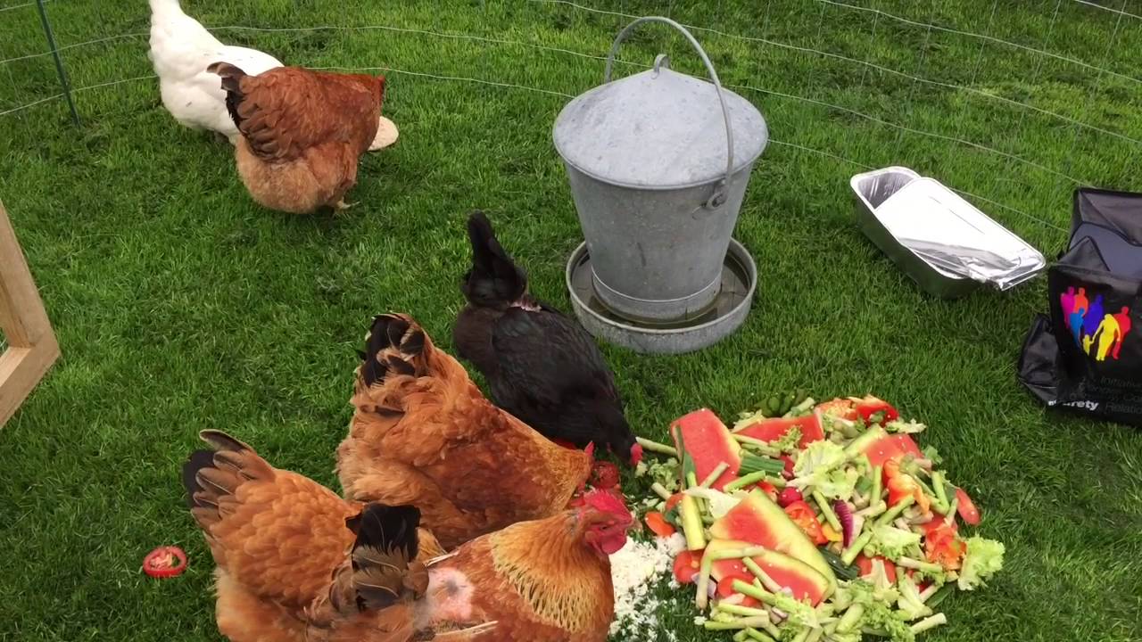 Hønsene på græs i det flytbare hønsehus