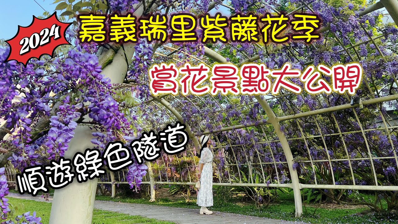 【2024嘉義景點】 瑞里紫藤花季賞花景點￼大公開｜瑞里綠色隧道