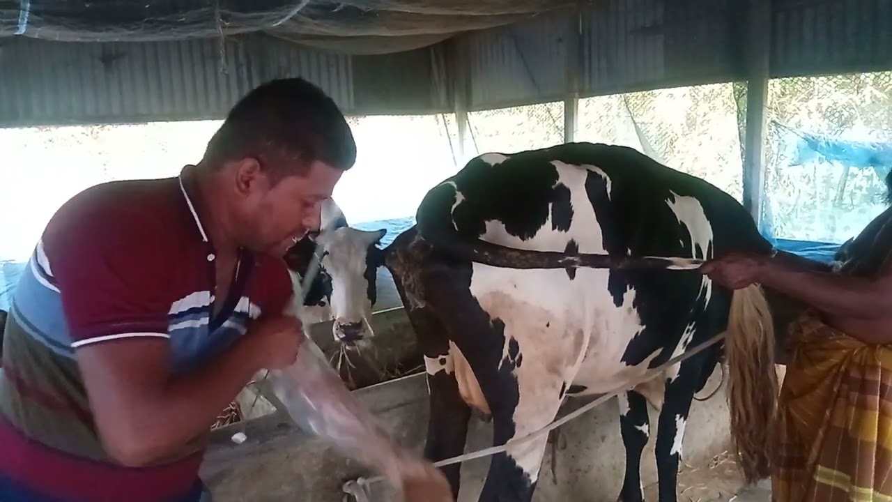 ব্র‍্যাকের সিমেন দিয়ে AI করলাম