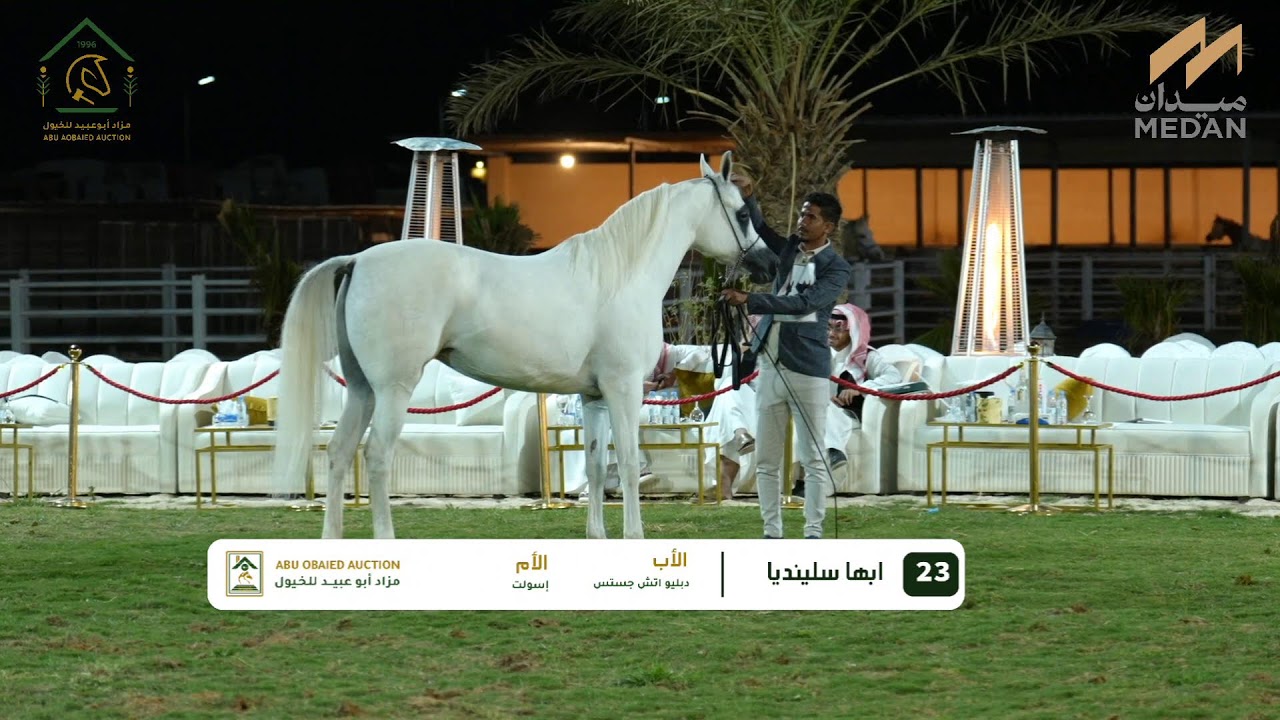 مزاد صفوه الخيل المرابط