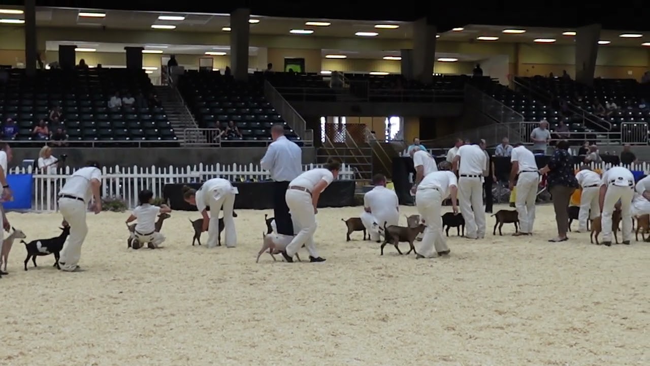 ADGA National Nigerian Dwarf ￼ Junior show 🐐￼Goat Show