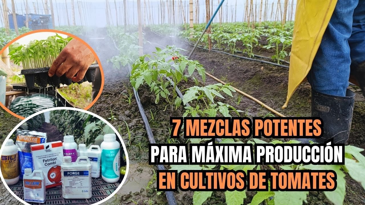 7 Mezclas Potentes para el arranque en un cultivo de tomates