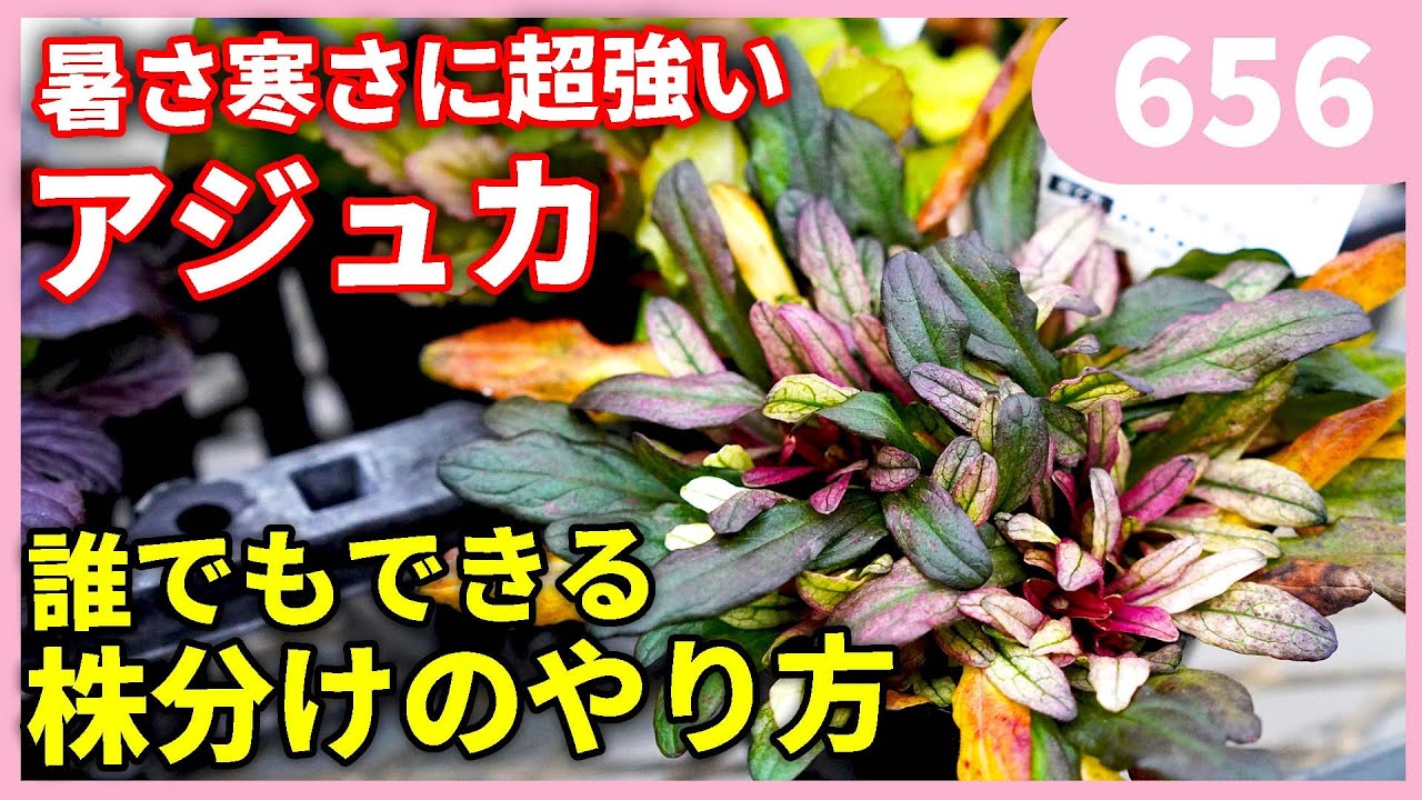 【知らないと損している】アジュガの簡単な株分け ｂｙ園芸チャンネル 656 園芸 ガーデニング 初心者