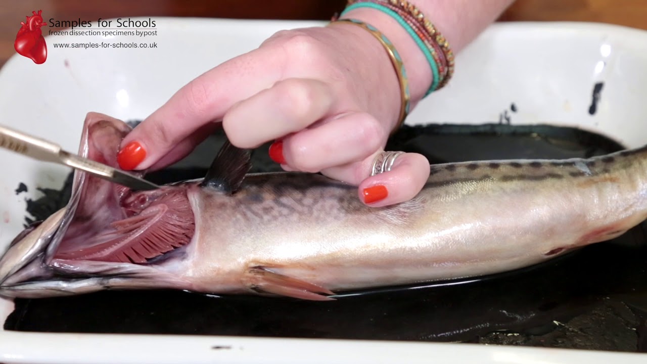 Fish Head Gills Gas Exchange System Dissection GCSE A Level Biology NEET Practical Skills