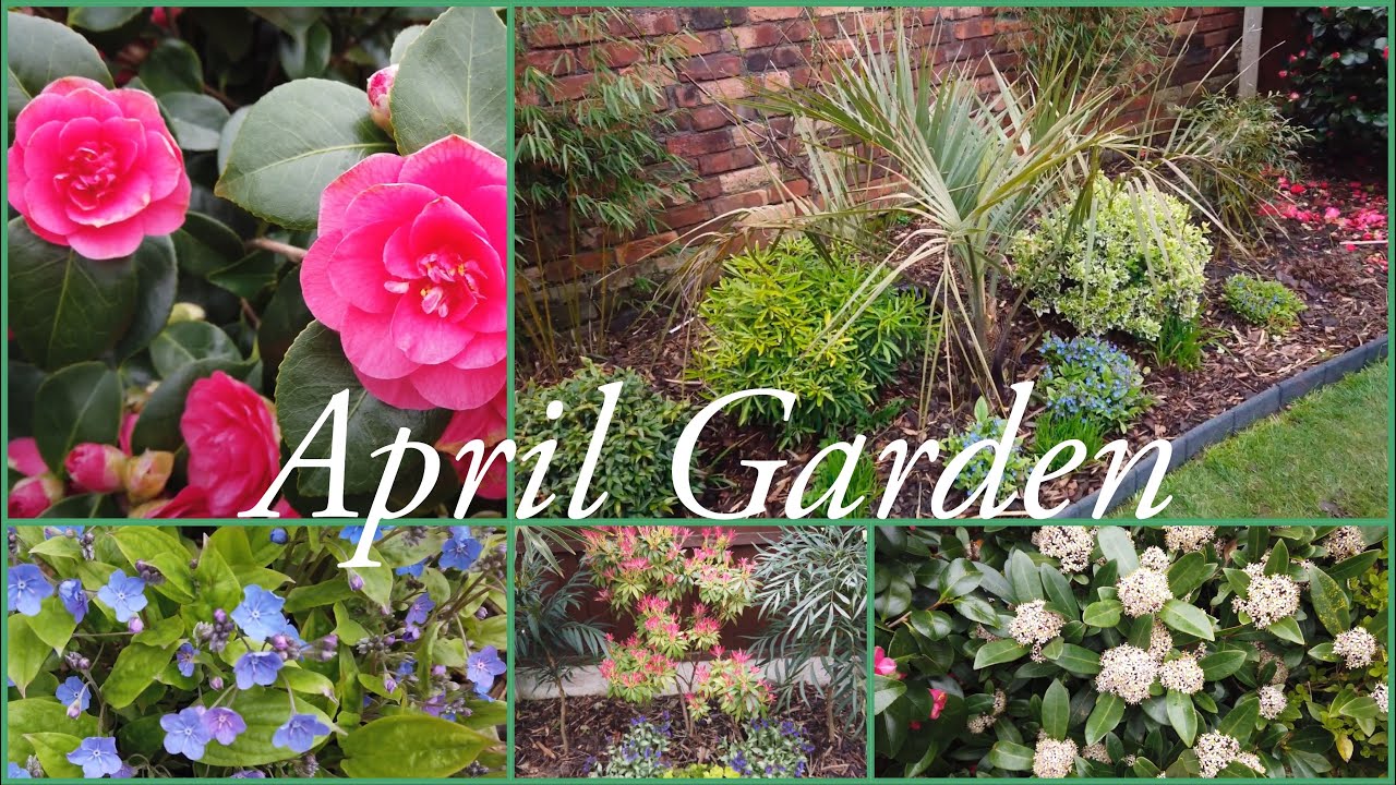 April garden tour Spring update UK in My walled garden 2023 flowers & shrubs