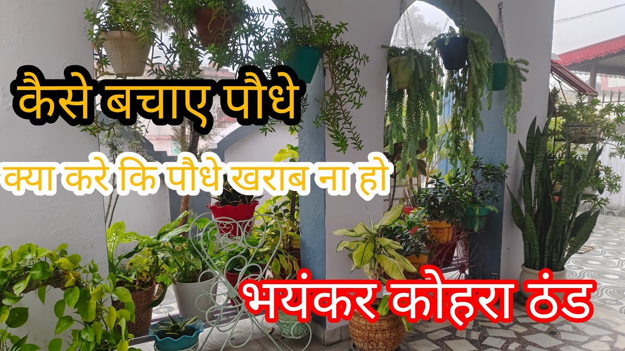 कैसे बचाए पौधे भयंकर कोहरा ठंड से की पौधे खराब ना हो क्या करे 