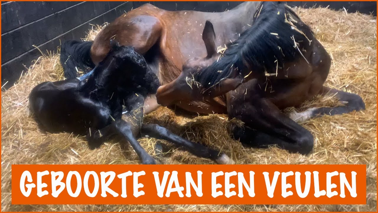 ER WORDT EEN VEULENTJE GEBOREN | PaardenpraatTV