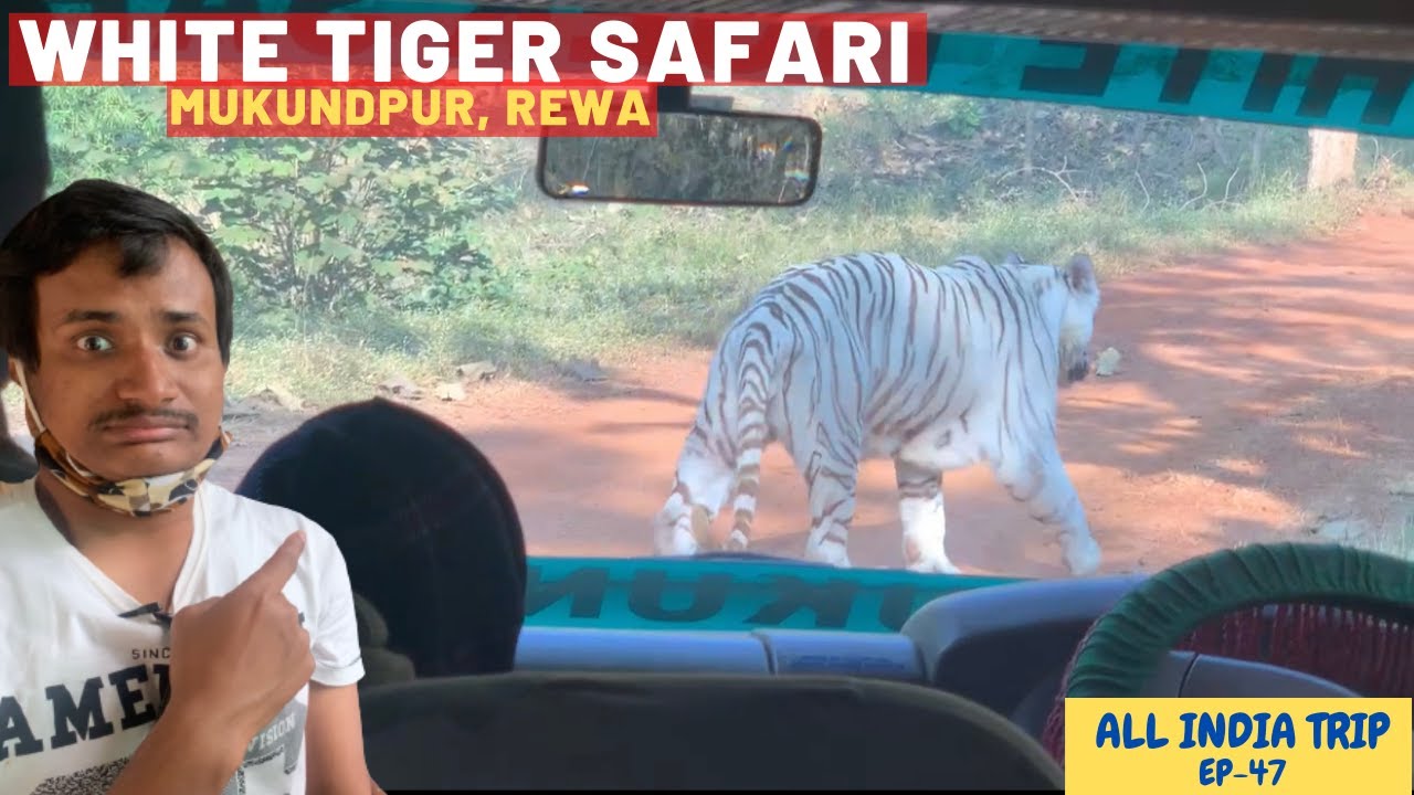 White tiger safari, mukundpur zoo | World first white tiger | Maharaja Martand Singh zoo | Best zoo