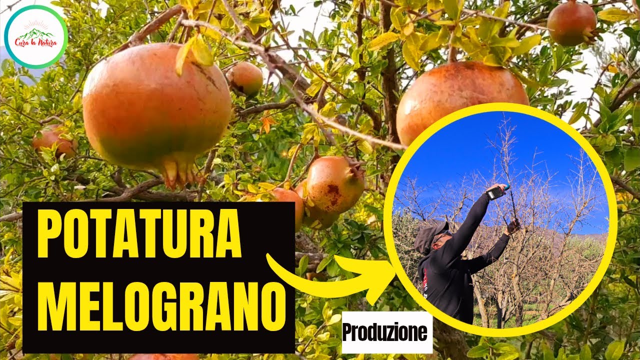 Melograno - POTATURA DI PRODUZIONE - Come e Quando Potarlo
