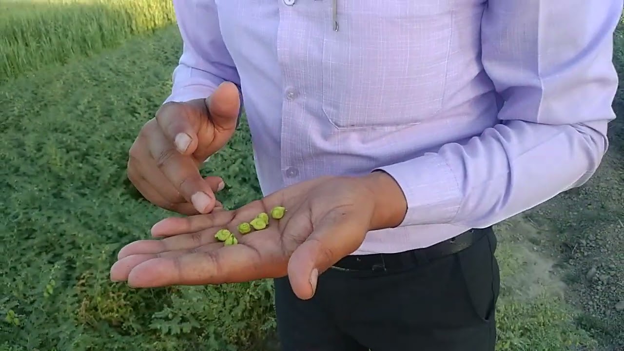 Chickpea variety Pusa-362