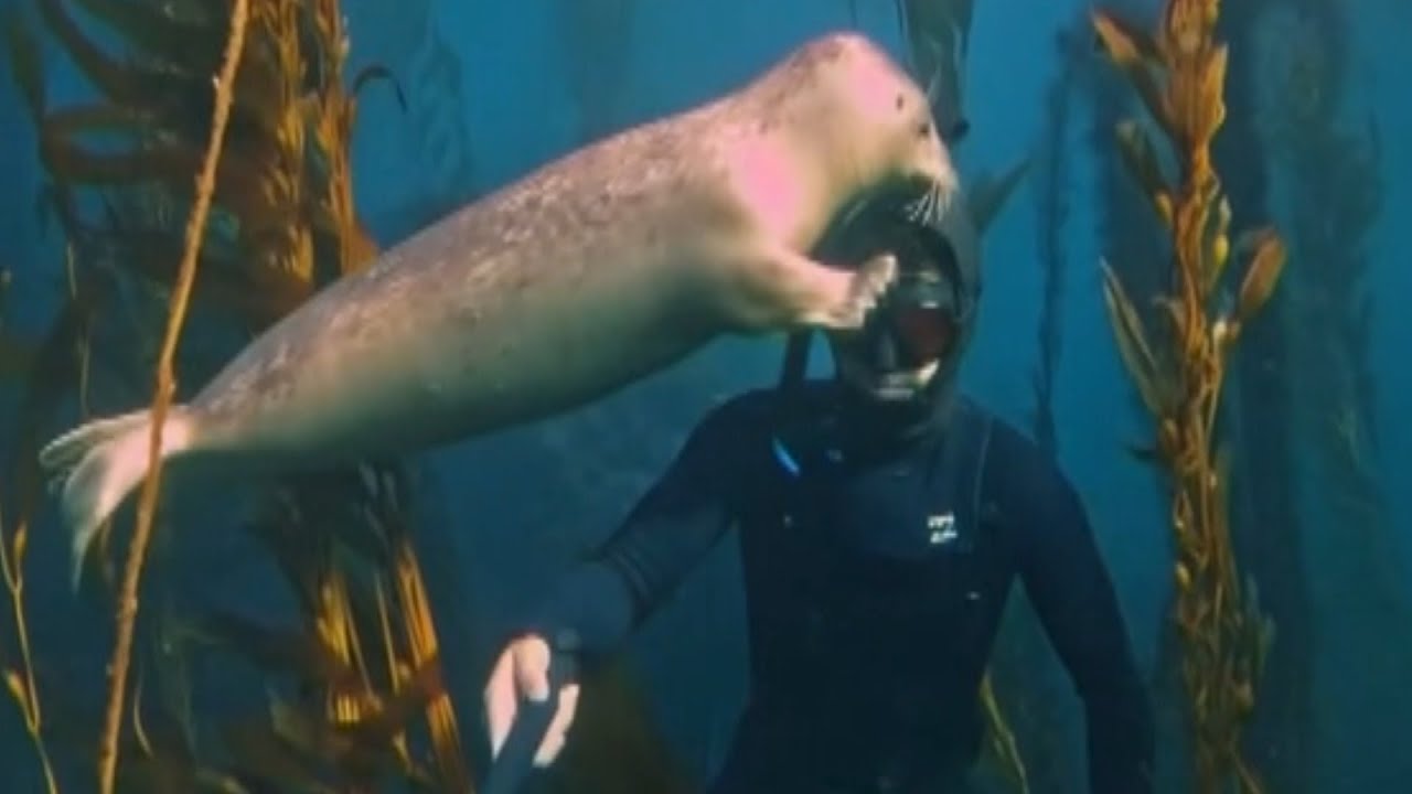 Photographer Befriends Seal He Sees Often While Diving For Photos