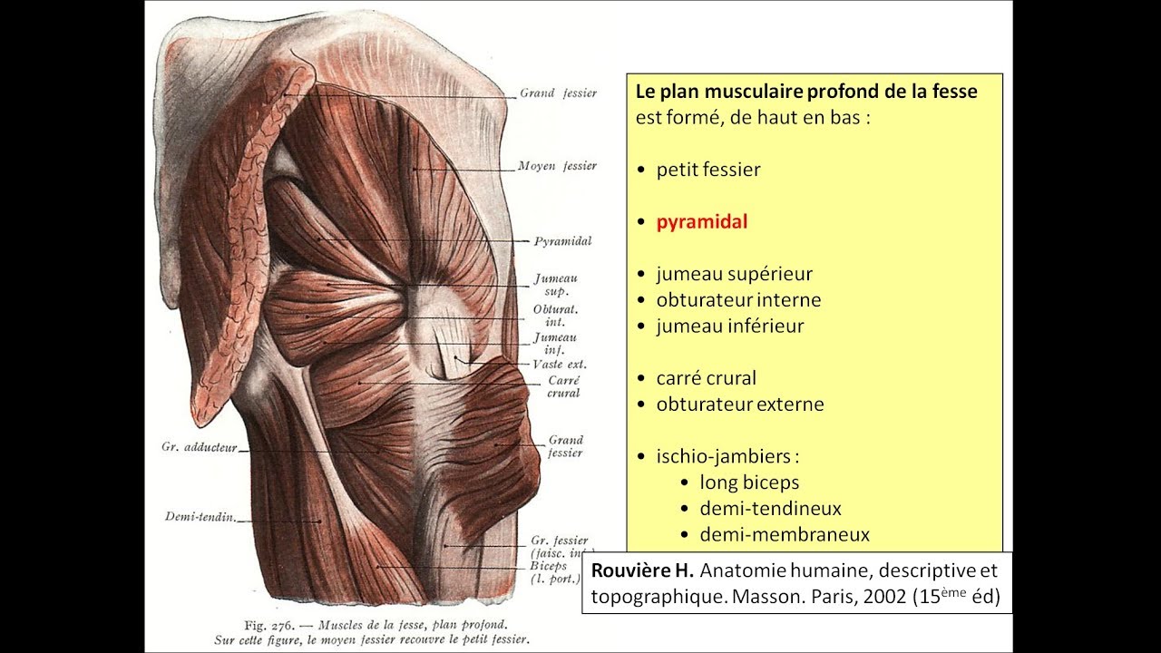 Anatomie de la fesse