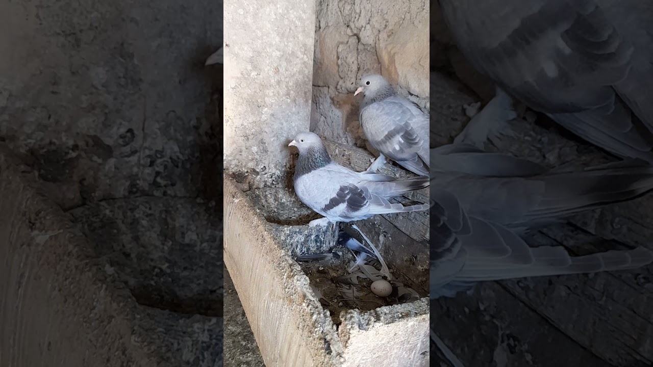 güzel bi kümes ziyareti ali dalbudak Kırıkkale.