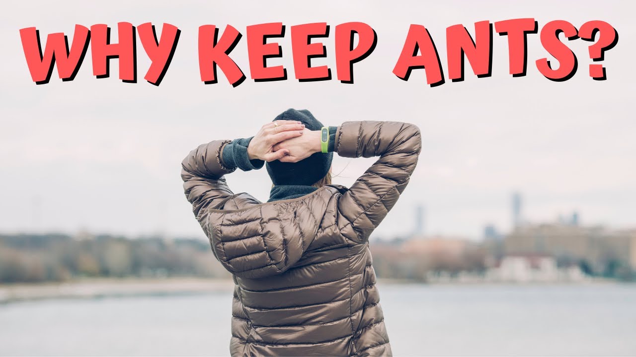 Keeping Ants as Pets. My Top 5 Reasons to Keep ANTS!
