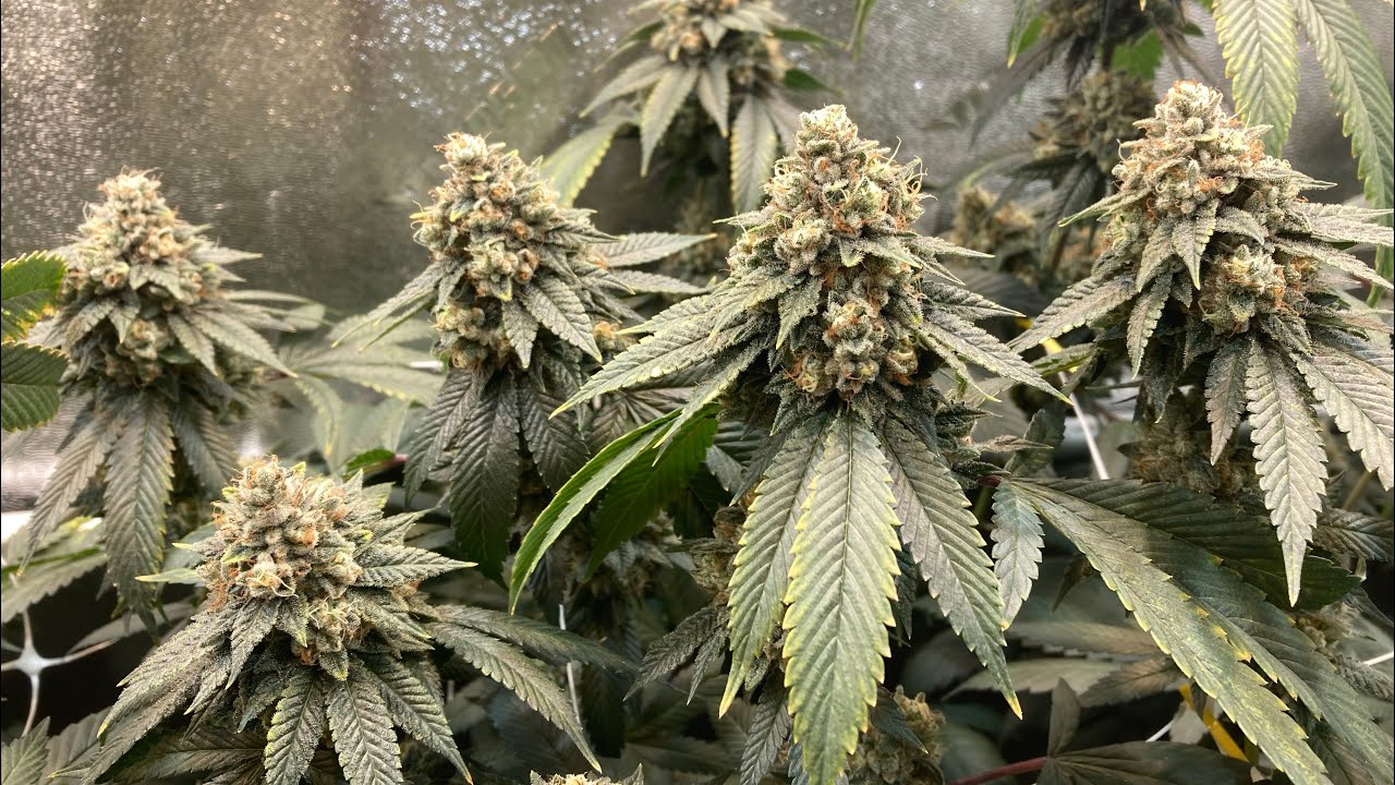92 OG - 66 days