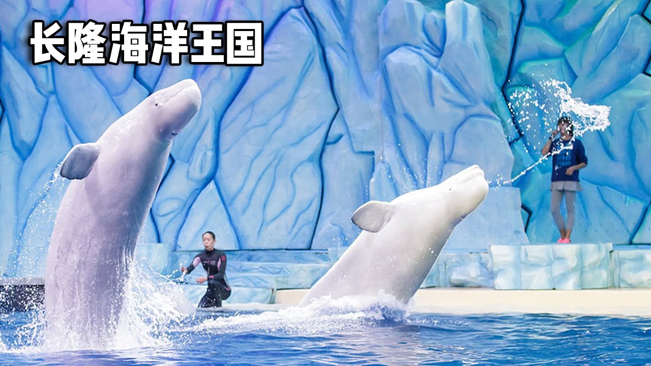 珠海排名第一的景点～长隆海洋王国，不想错过大型表演一定要提前规划时间【行走世界的北京老刘】