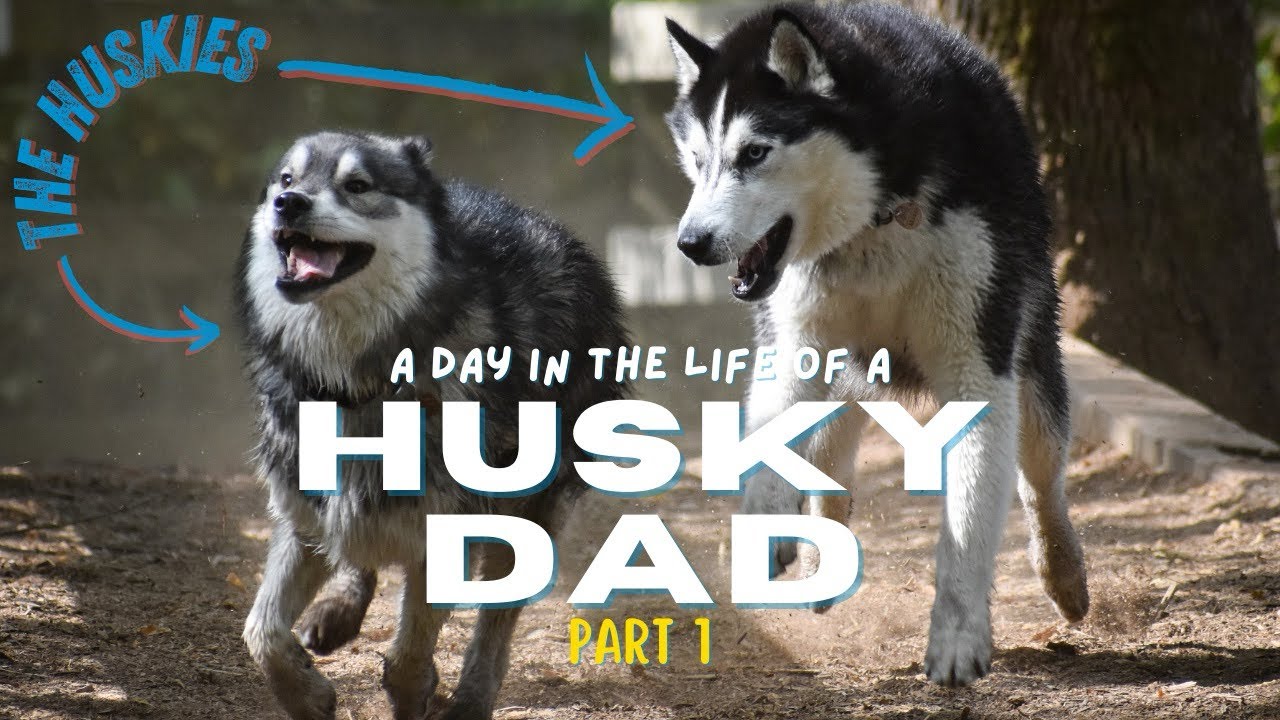 A Day in the Life of a Husky Dad (Part 1)