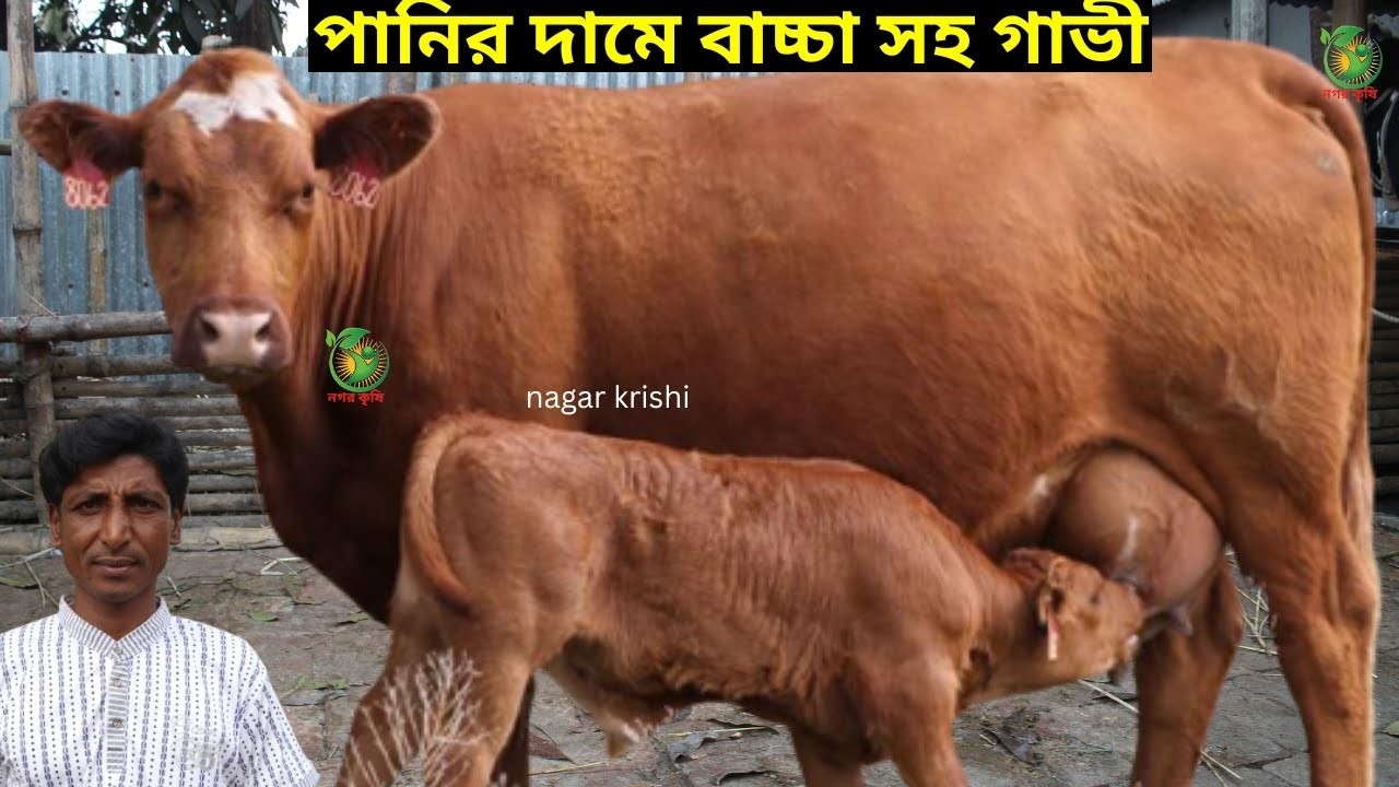 আশরাফুল ভাইয়ের একদম কমদামে বাচ্চাসহ জার্সি ! ২০ লিটারের সেরা বাঘাবাড়ী জার্সি গাভী কিনুন KRISHI TV