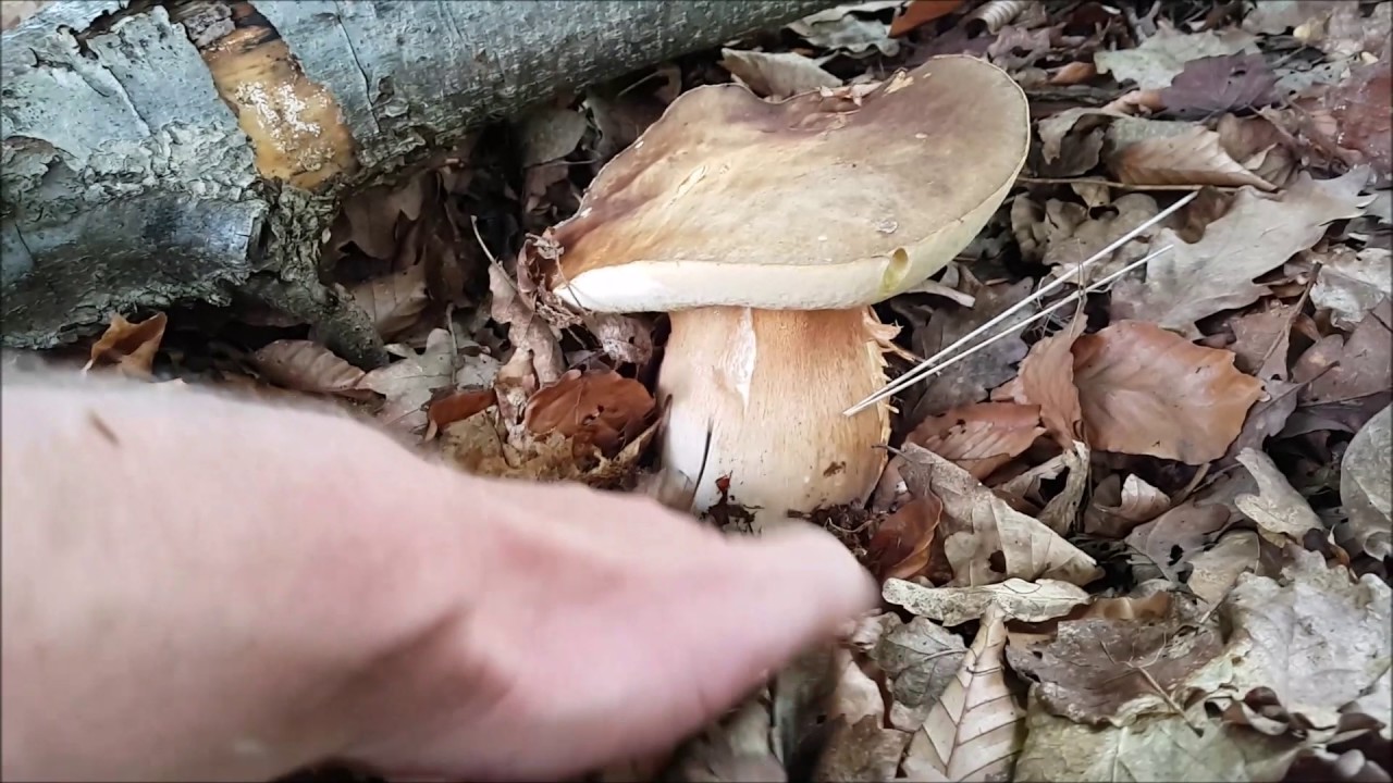 Pilze und Natur -  Steinpilze & Co - Juli 2017