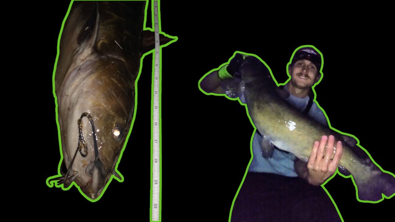 Catching NICE Fish at BIRD INFESTED Lake!