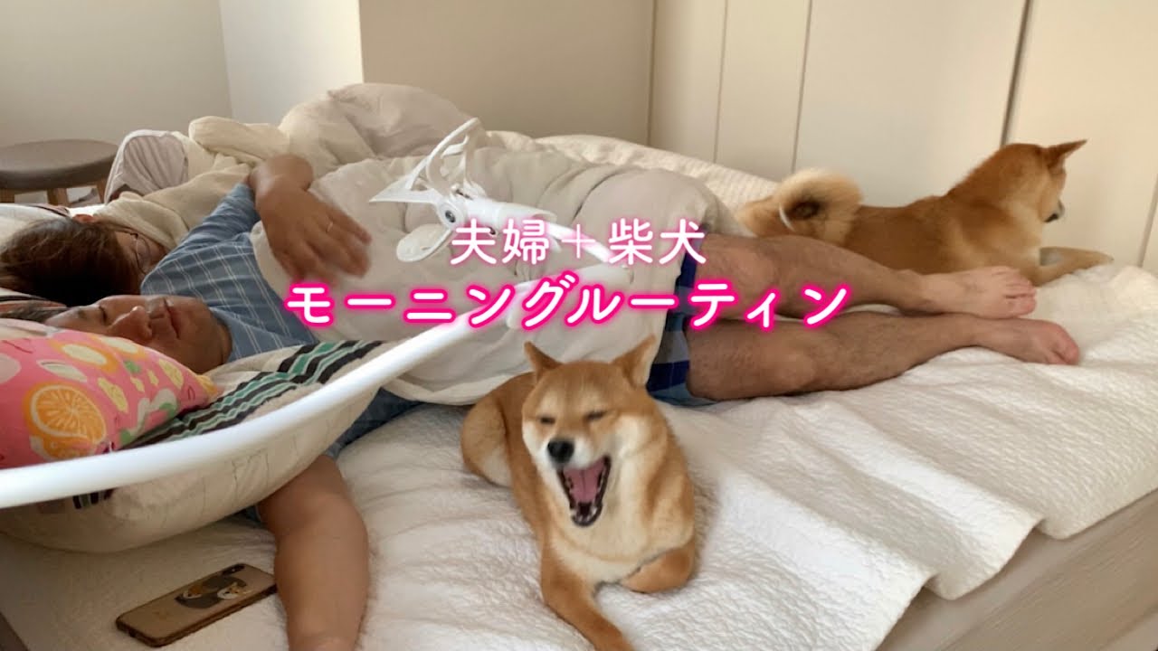 夫婦＋柴犬2頭のリアルなモーニングルーティン