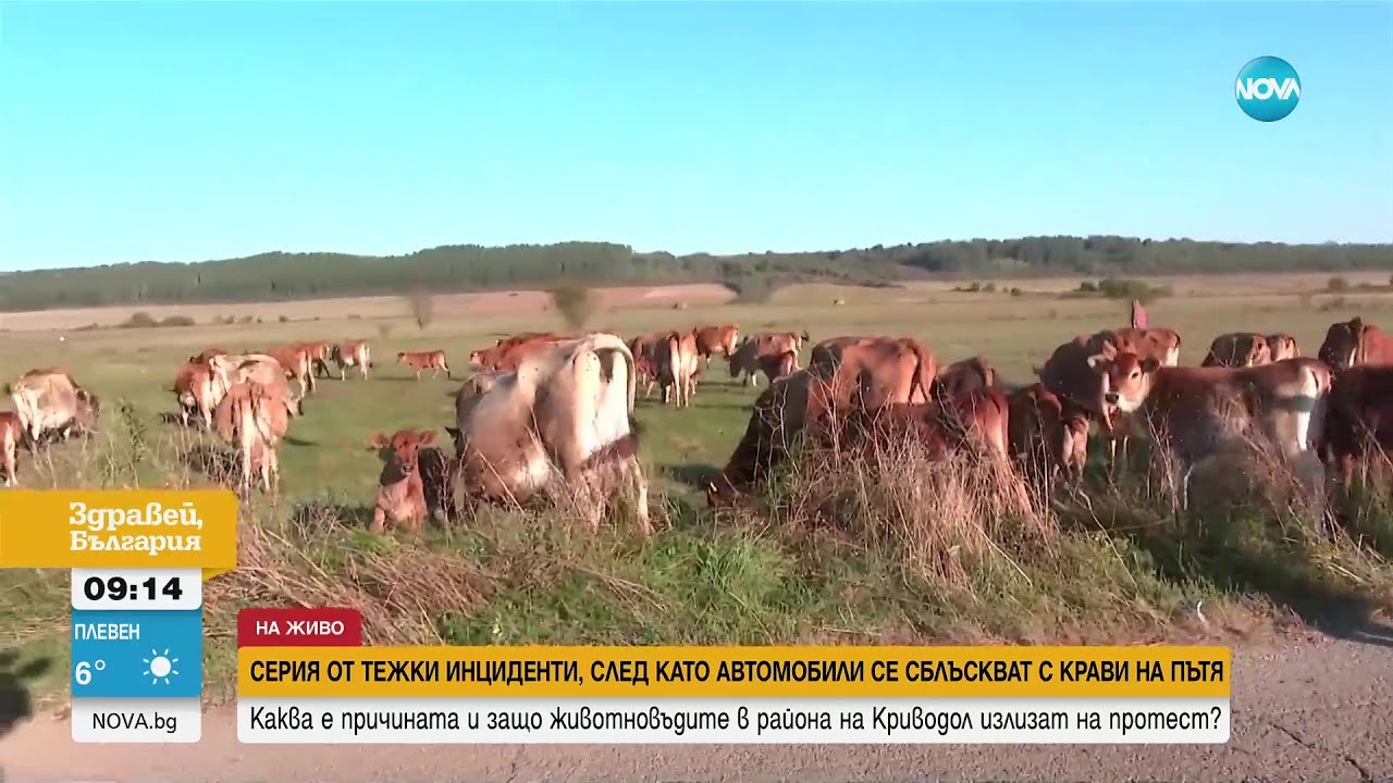 Серия от тежки инциденти, след като коли помитат крави на пътя - Здравей, България (12.10.2023)