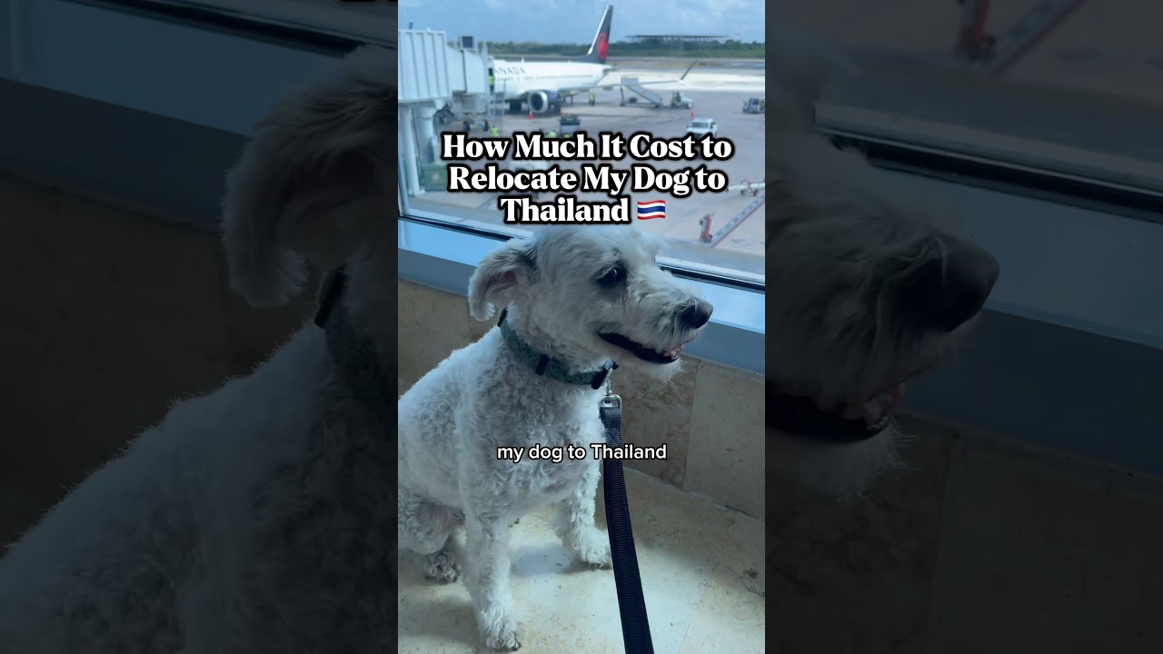 How Much it Cost to Move my DOG to THAILAND #pettravel #movingtothailand #flyingwithdogs