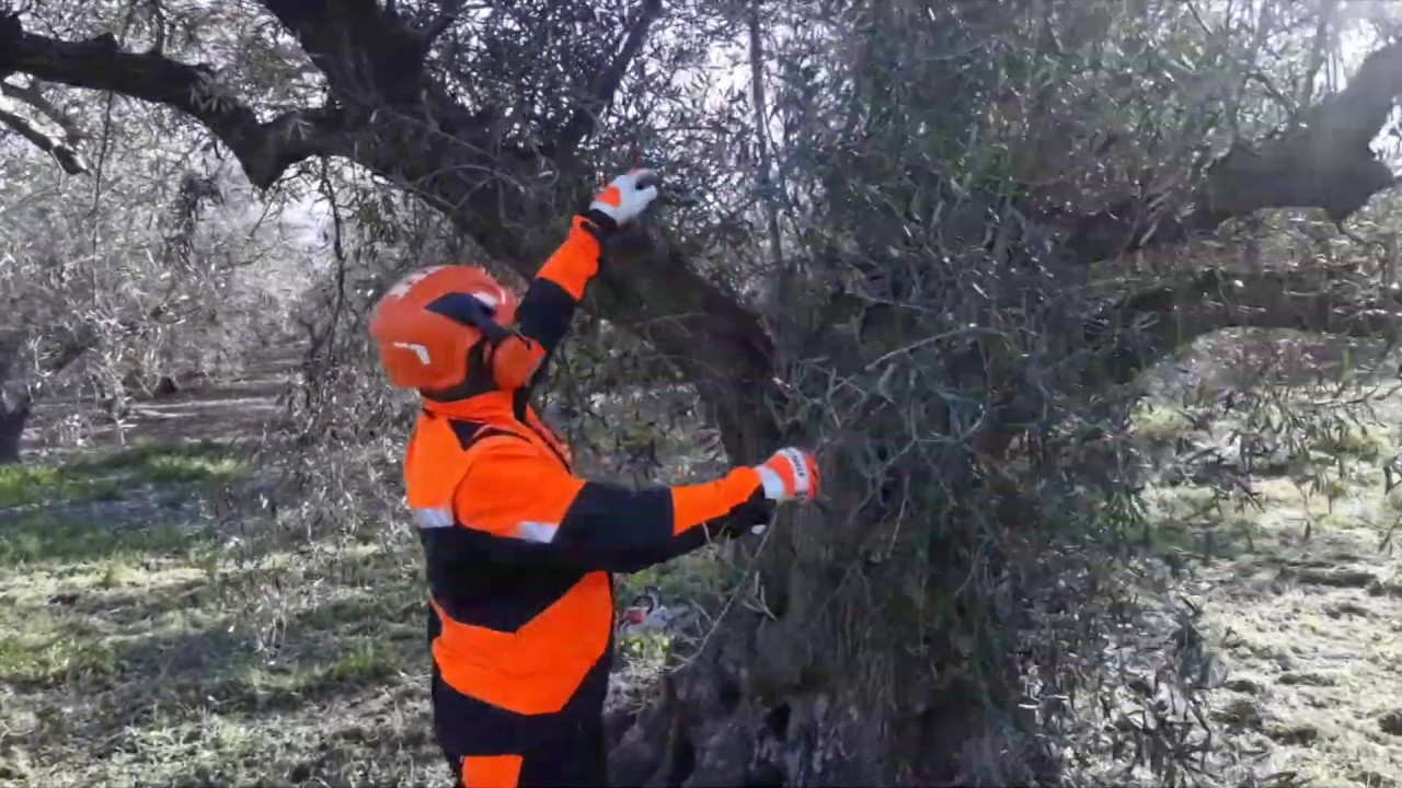 PODA OLIVO JAÉN ALCAUDETE VIDEO 13 BIS