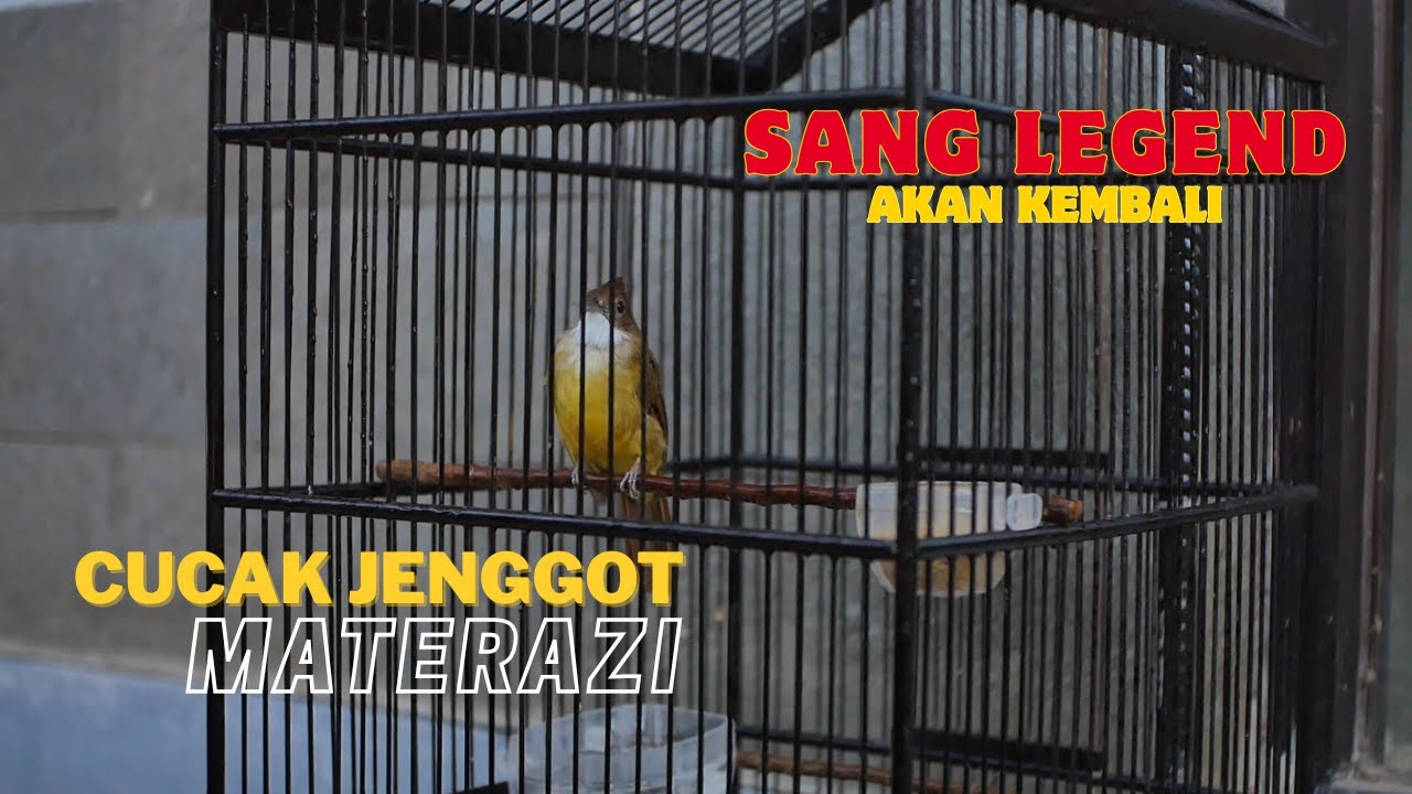 UPDATE KONDISI CUCAK JENGGOT LEGEND JAGOAN AK 47