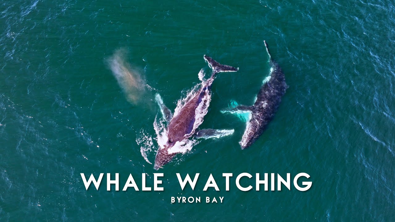 Whale Watching - Byron Bay 4K