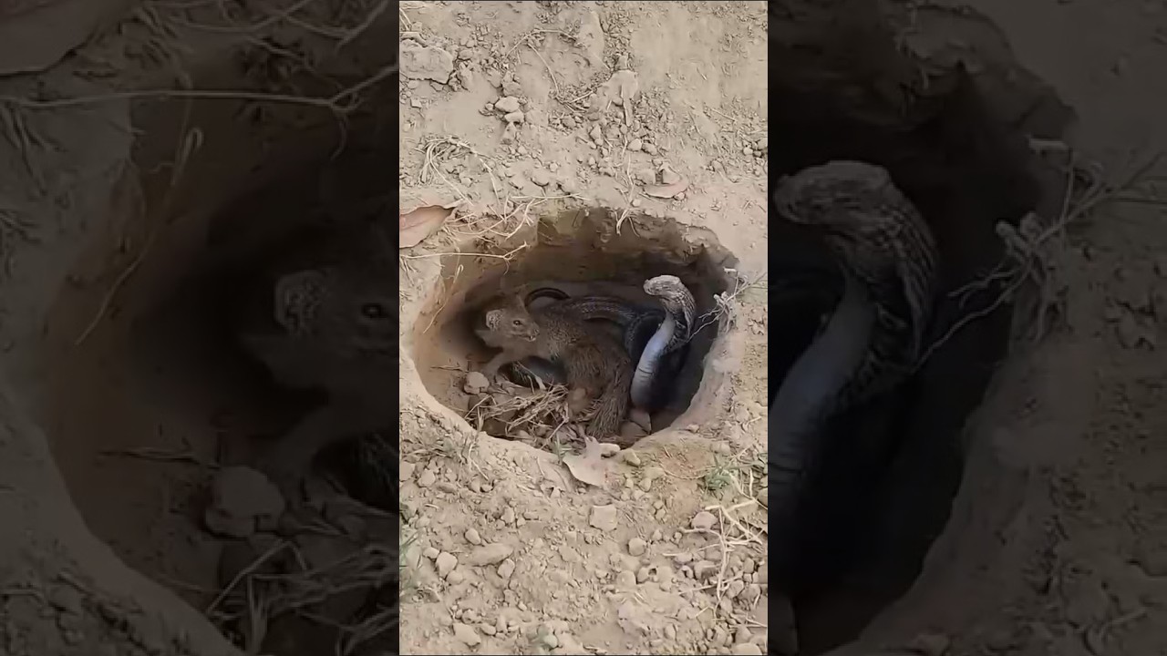 Ular VS Tupai #animals #videoaneh #videoviral