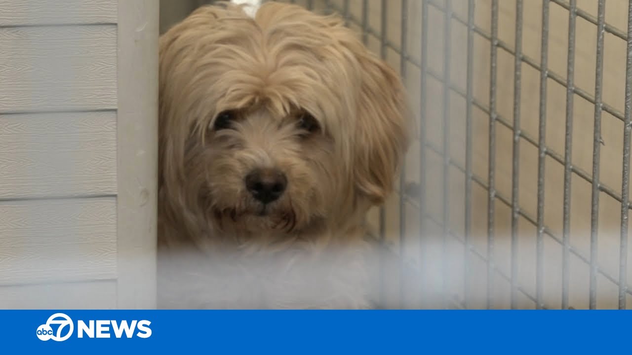 Bay Area no-kill animal rescue at risk for closing per their landlord Caltrans