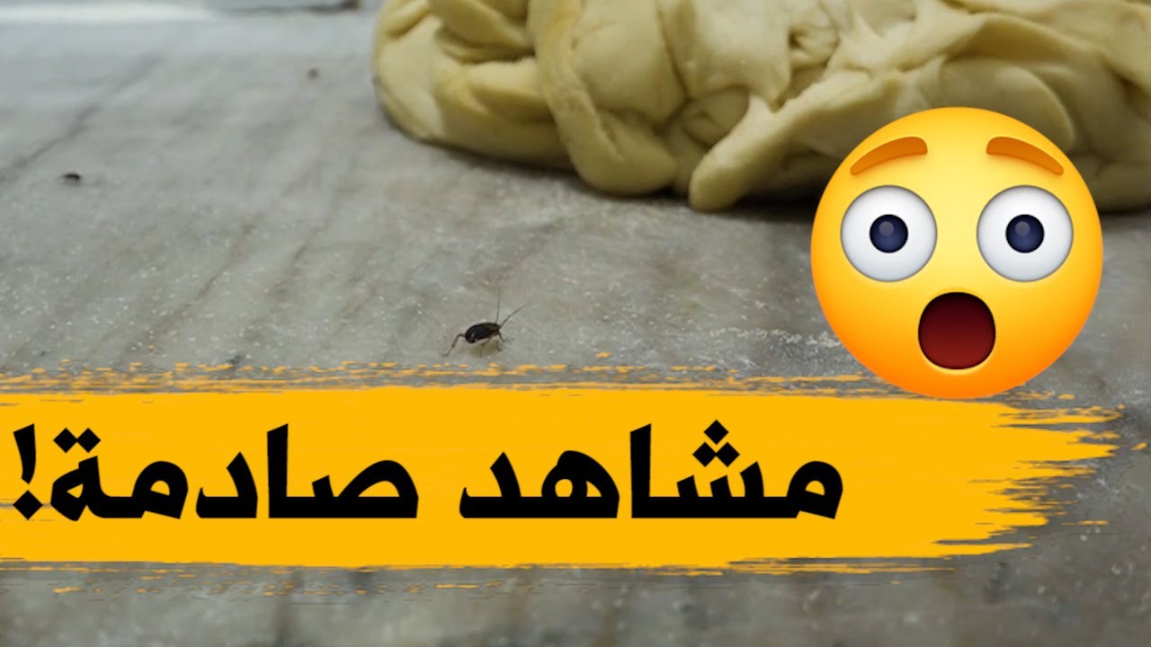 محلات الأكل السريع في الجزائر.. مشاهد صادمة لصراصير وسط المأكولات وسط غياب كلي لشروط النظافة