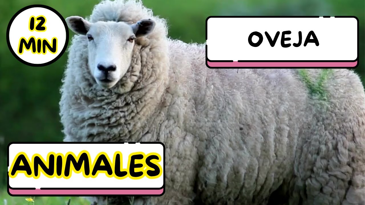 Friendly Animals Spanish Names! - Los animales - Learn Spanish for kids