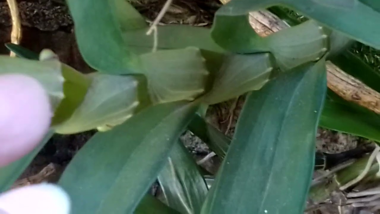 MÁS y MÁS FLORES,,,